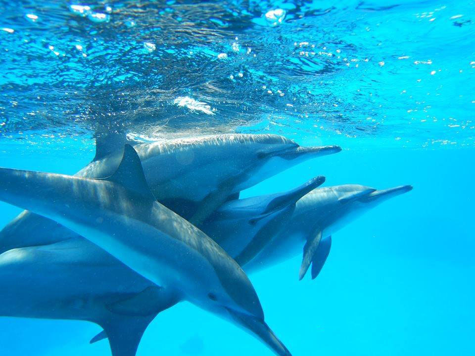  Dolphin Trust